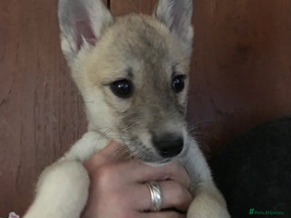 Huskita dogs - Advert 2