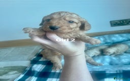 Cockapoo dogs for sale: Stunning litter of Cockerpoos - Image 10