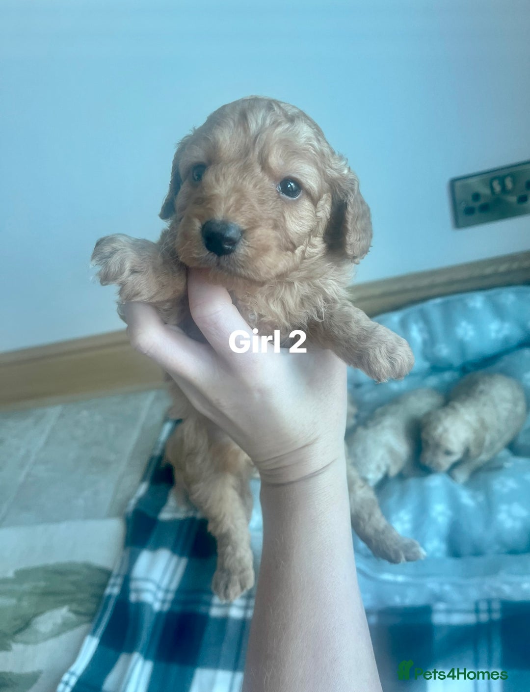 Cockapoo dogs for sale: Stunning litter of Cockerpoos - Image 10