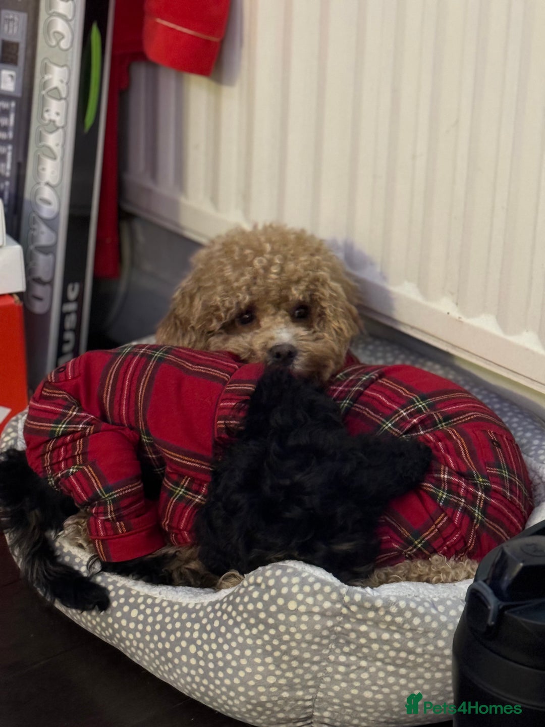 Cavapoo dogs for sale: Tiny cavapoo F1BB - ESA certified - Advert 9
