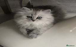 Persian cats for sale: One gorgeous, cheeky, loving little boy left  - Image 3