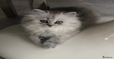 Persian cats - Advert 6