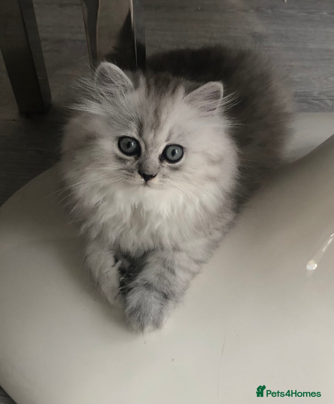 Persian cats for sale: One gorgeous, cheeky, loving little boy left  - Image 3