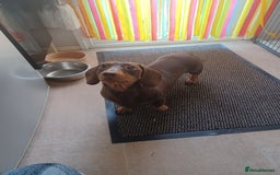 Miniature Dachshund dogs for sale: Miniature dachshunds 1 boy 3 girls - Advert 5