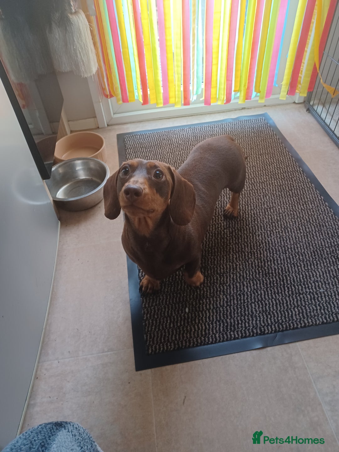 Miniature Dachshund dogs for sale: Miniature dachshunds 1 boy 3 girls - Advert 5