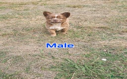 Mixed Breed dogs for sale: Chocolate frenchie X Chow carrying pink  - Image 23