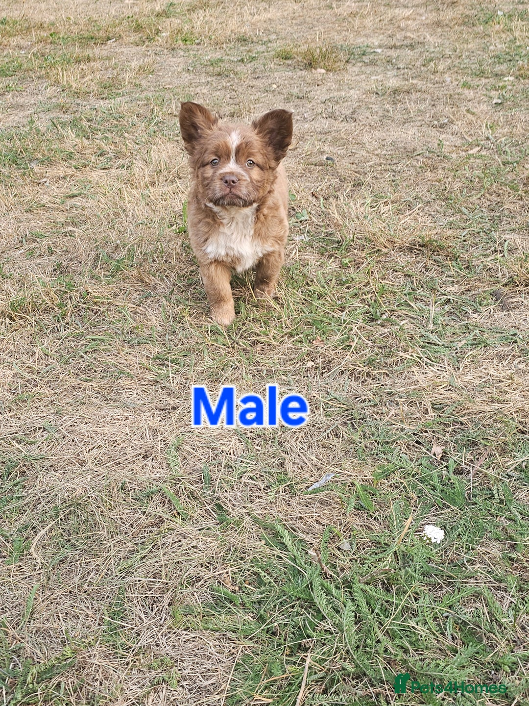 Mixed Breed dogs for sale: Chocolate frenchie X Chow carrying pink  - Image 23