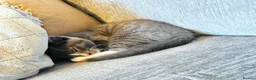 Mixed Breed cats for sale: Stunning Charcoal Mackrel Stripe Female Kitten  - Advert 7