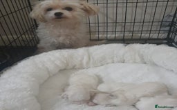Maltese dogs for sale: Tiny Maltese puppies  - Image 9