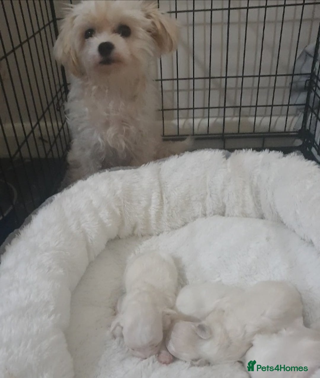 Maltese dogs for sale: Tiny Maltese puppies  - Image 9