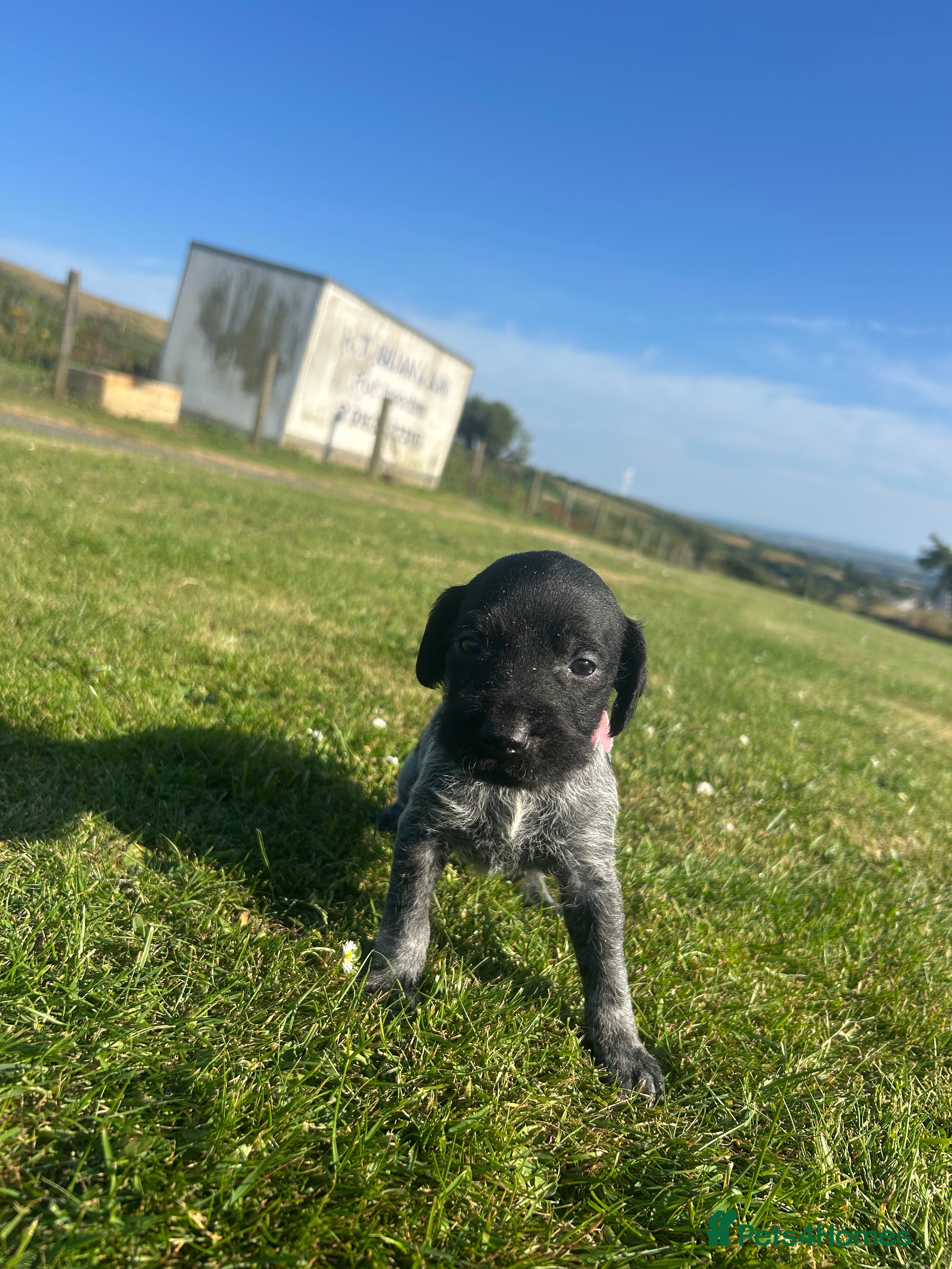 German Wirehaired Pointer dogs German wired haired pointer pups for sale  - Advert 2