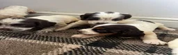 Sprocker dogs for sale: 🐾 Beautiful F2 Sprocker Spaniel Puppies 🐾 - Advert 11