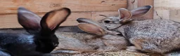 Continental Giant rabbits for sale: Continental giant babies  - Advert 4