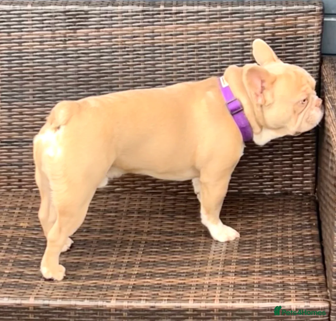 French Bulldog dogs for stud: ISABELLA NEW SHADE MAKER SILVER HEALTH TESTED + in Stoke-on-Trent - Advert 3