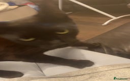 Mixed Breed cats for sale: 3 Cats need a loving home - Image 3