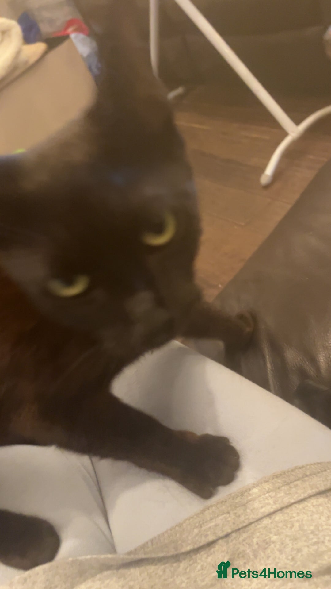 Mixed Breed cats for sale: 3 Cats need a loving home - Image 3