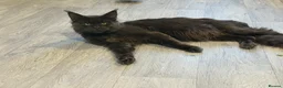 Maine Coon cats for sale: SHOW QUALITY MAINE COON KITTENS  - Advert 13