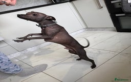 Mexican Hairless dogs for sale: MINI MEXICAN HAIRLESS MALE!   - Image 11