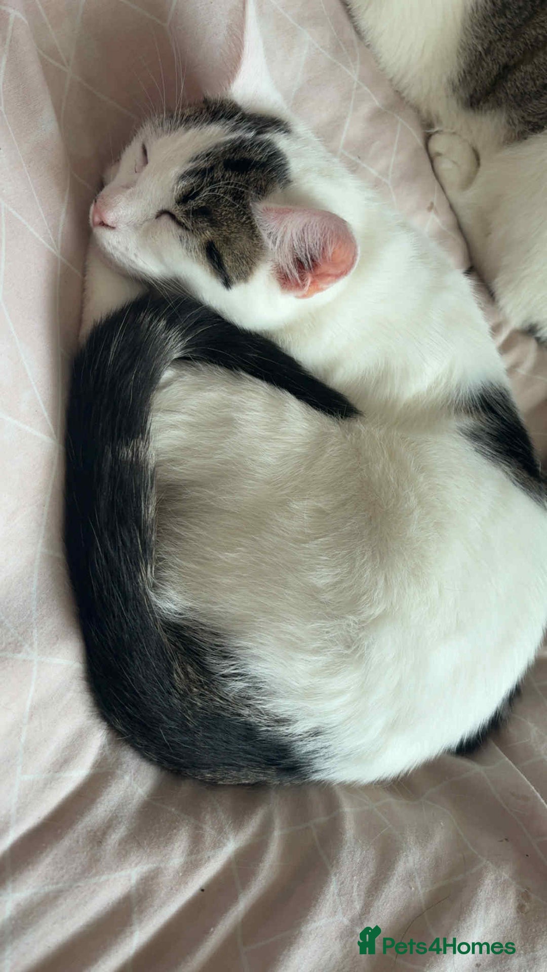 Mixed Breed cats for sale: Male kitten looking for his forever home free - Image 3