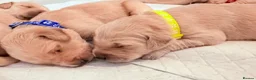 Golden Retriever dogs for sale: Golden retriever puppies  - Advert 8
