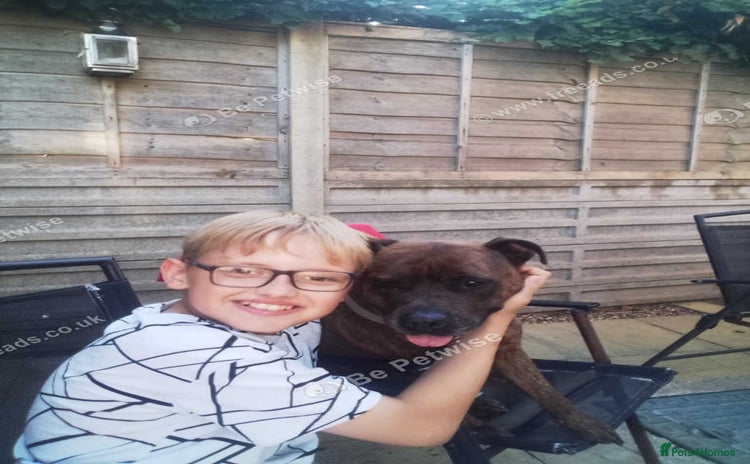 Staffordshire Bull Terrier dogs - Advert 2
