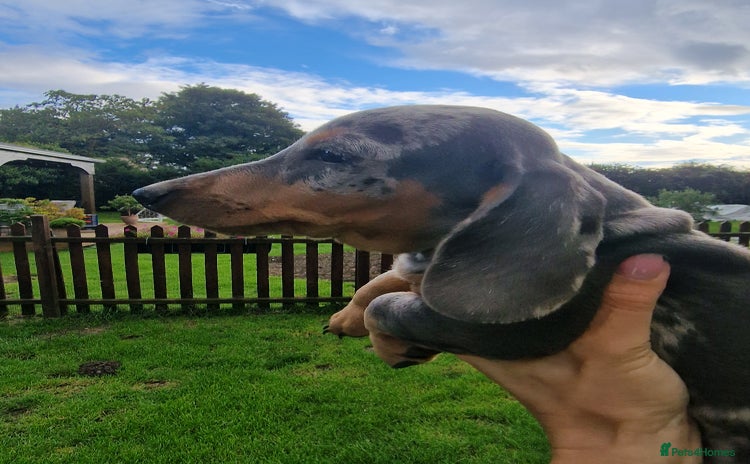 Dachshund dogs - Advert 8