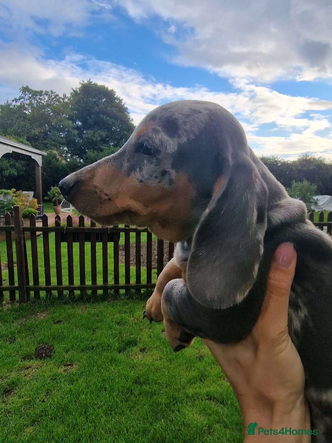 Dachshund dogs for sale: Standard Dachshund Show-quality Puppies - Image 2