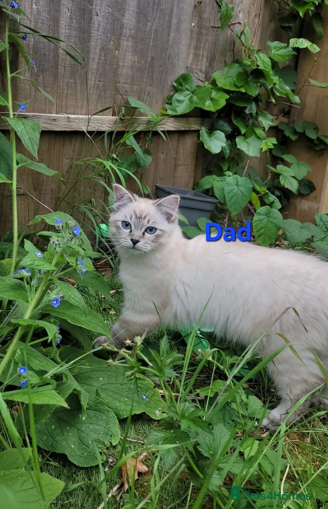 Ragdoll cats for sale:  Gorgeous ragdoll Kittens for Sale  - Advert 5
