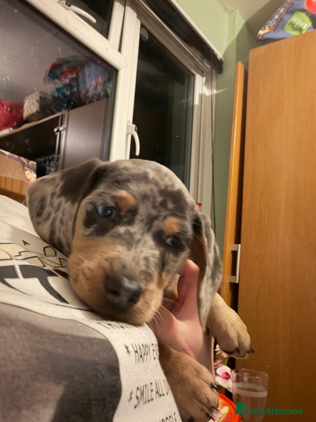 Dachshund dogs for sale: Isabella, pied, dapple dachshund - Advert 17