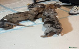 Olde English Bulldogge dogs for sale: 8 week old Olde English Bulldogges  - Advert 28