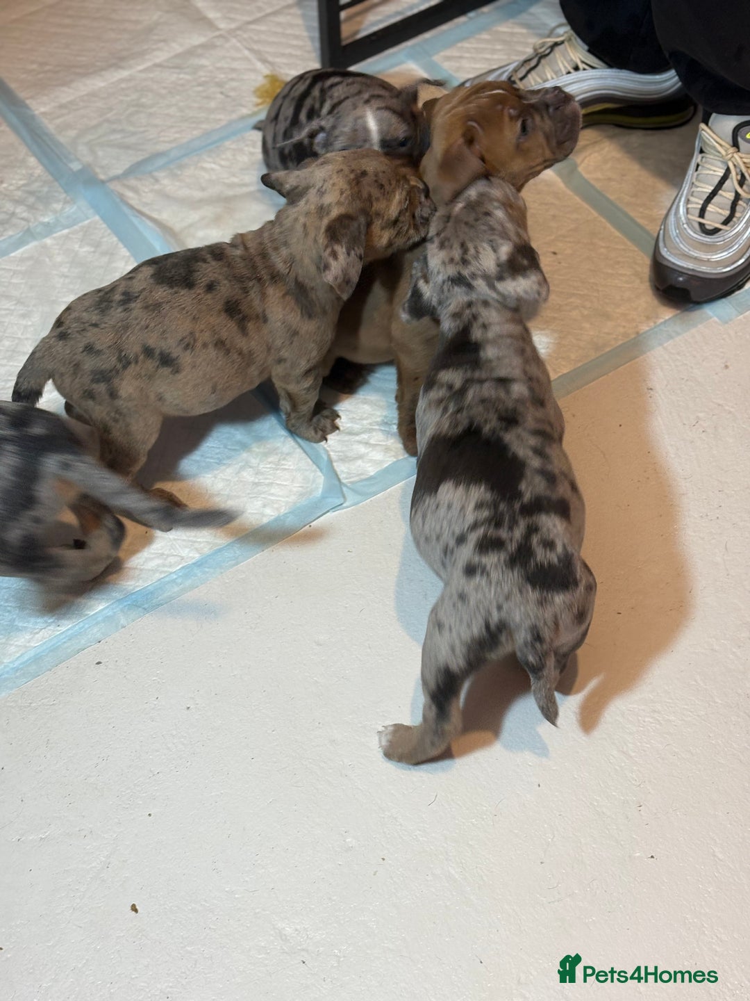 Olde English Bulldogge dogs for sale: 8 week old Olde English Bulldogges  - Advert 28