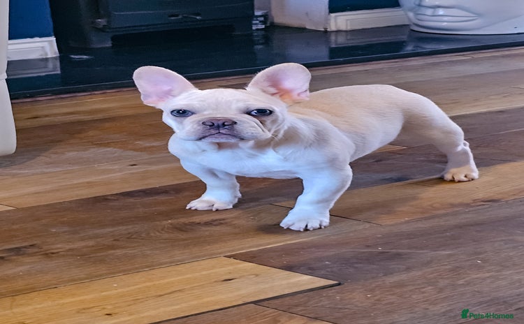 French Bulldog dogs - Advert 1