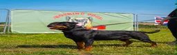 Rottweiler dogs for sale: KC reg health tested Rottweiler puppies - Advert 4
