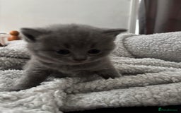 British Shorthair cats for sale: Beautiful British Shorthair 12 weeks - Image 13