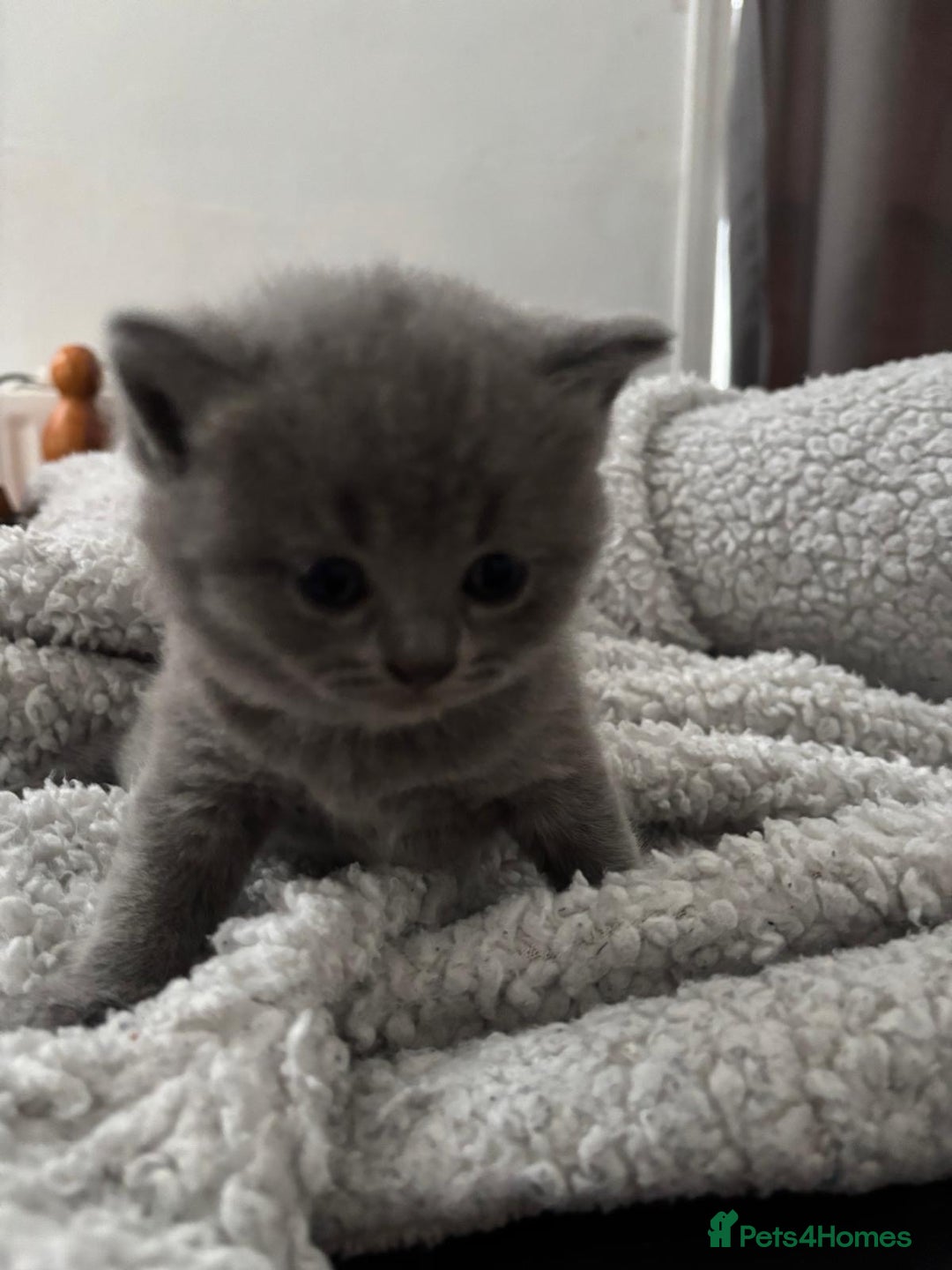 British Shorthair cats for sale: Beautiful British Shorthair 12 weeks - Image 13