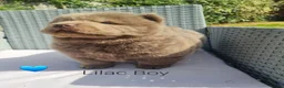 Chow Chow dogs for sale: Quality chow chow puppies.  - Advert 8