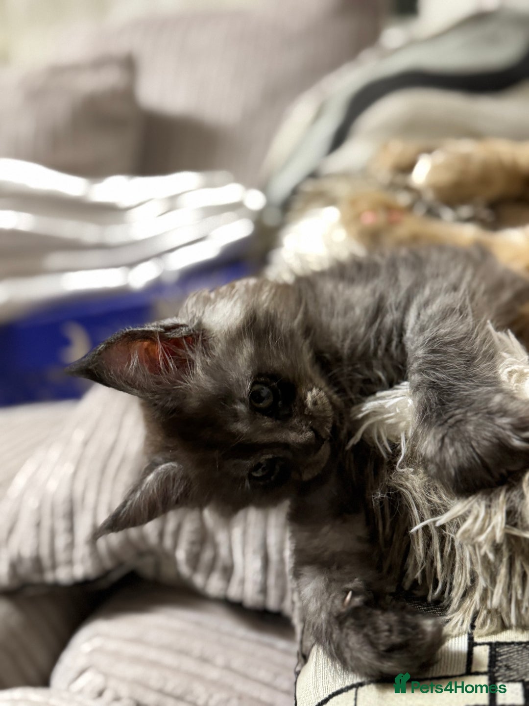 Maine Coon cats for sale: Adorable pure breed Maine coon Kittens’s for sale - Advert 4