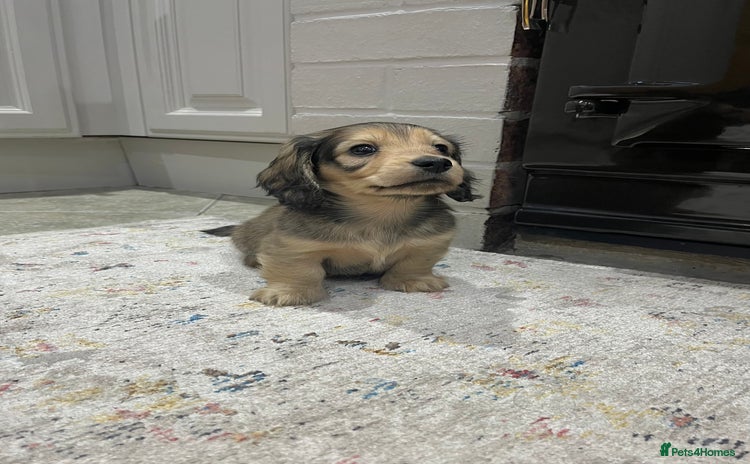 Dachshund dogs - Advert 1