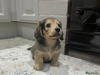 Dachshund dogs - Advert 10