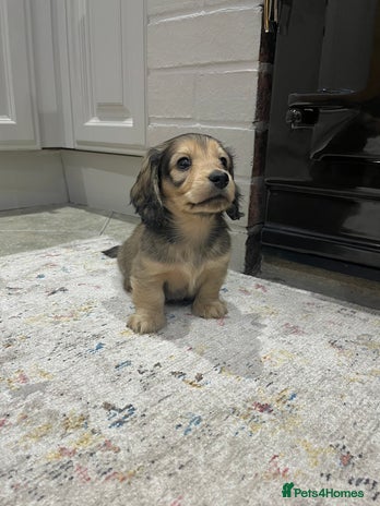 Dachshund dogs - Advert 1