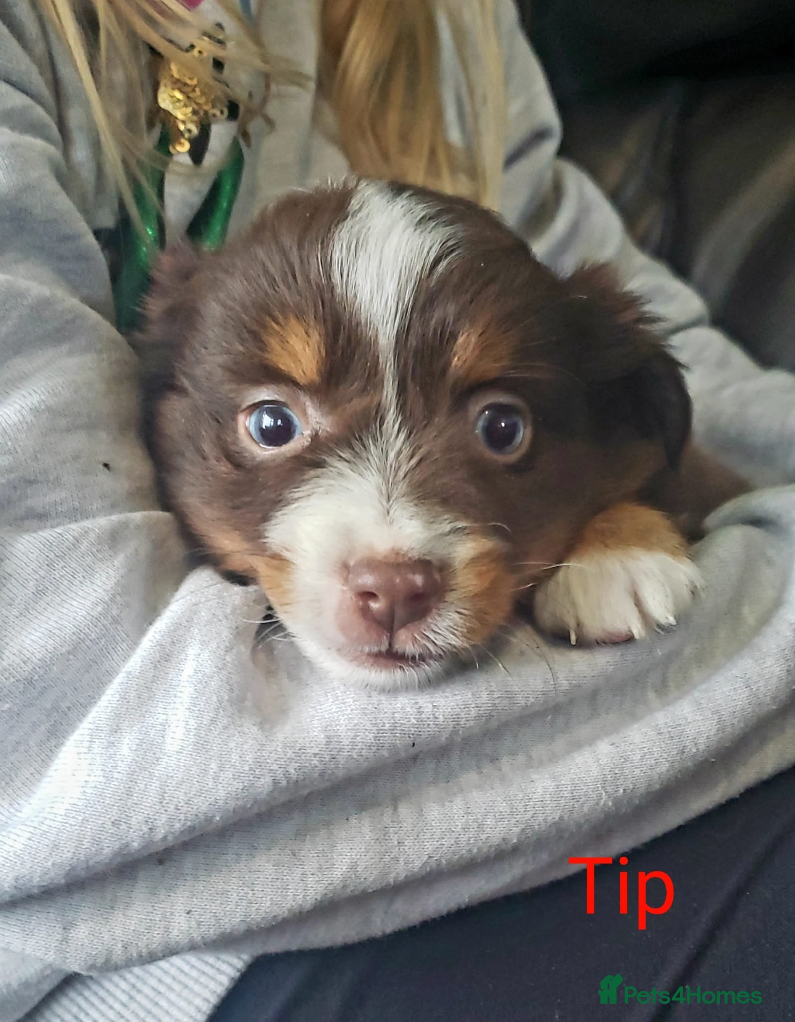 Australian Shepherd dogs for sale: Australian Shepherd Pups Available Now - Advert 10