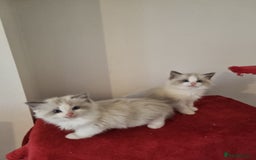 Ragdoll cats for sale: Ragdoll kittens  - Image 6