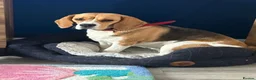 Beagle dogs for sale: Beautiful Beagle Looking for a Loving, Active Home - Advert 3