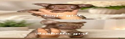 French Bulldog dogs for sale: Fluffy frenchies - Advert 2