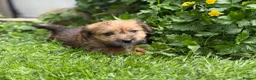 Mixed Breed dogs for sale: Exceptional Norfolk terrier x jrt pups ready now  - Advert 7