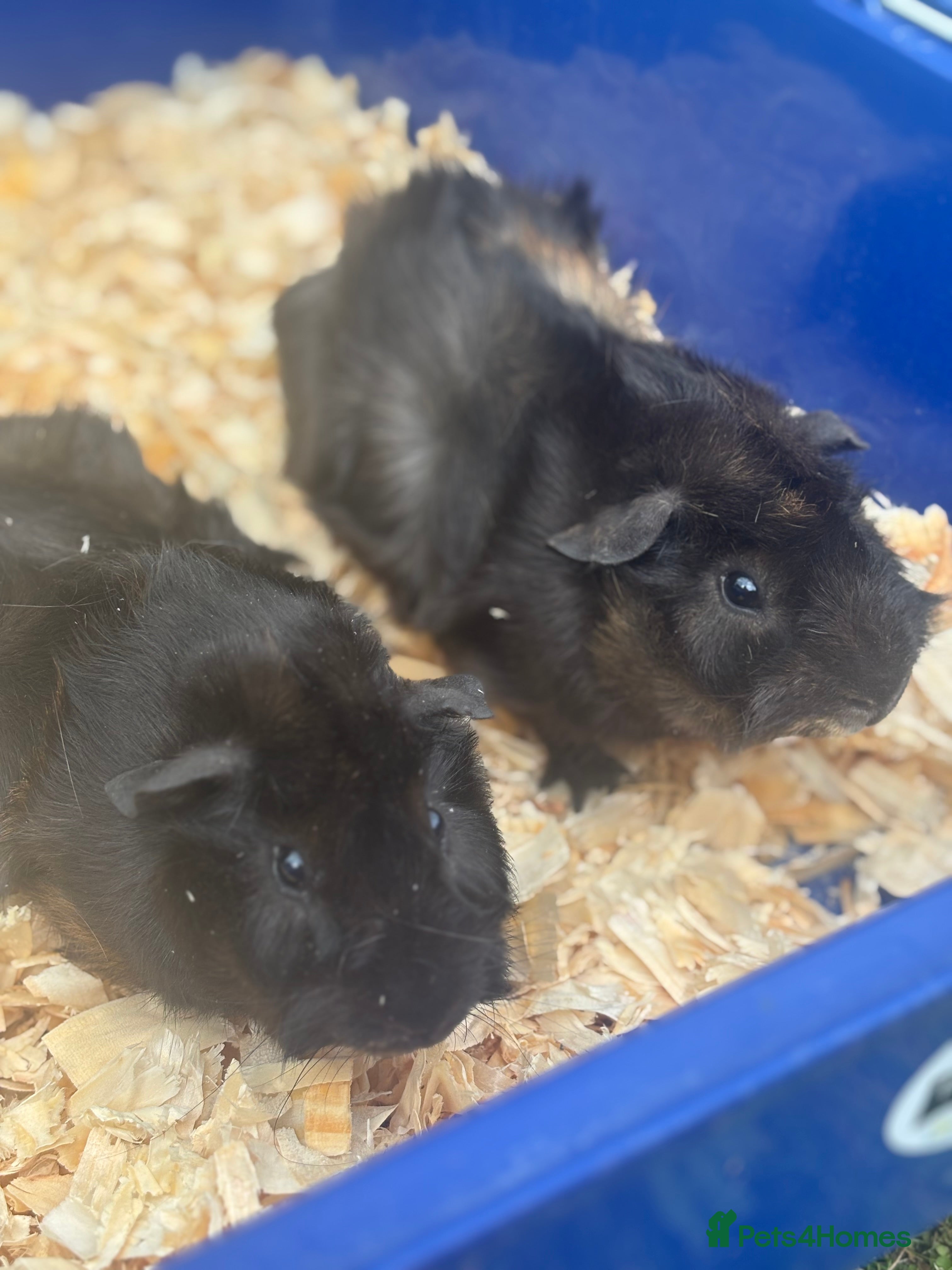 Guinea Pig rodents Bonded baby bore guinea pigs  - Advert 1