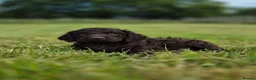Irish Water Spaniel dogs for sale: Irish Water Spaniels  in Bishop Auckland - Advert 12