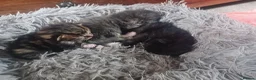 Maine Coon cats for sale: Maincoons  - Advert 14