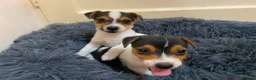Jack Russell dogs for sale: Jack Russell’s pure in Bournemouth - Advert 3