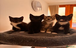 Mixed Breed cats for sale: Beautiful and super playful kittens  - Image 20